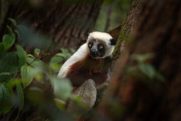 Coquerel's sifaka in the Tana part. White sifaka on the Madagascar island. Madagascar fauna. White sifaka with brown part of body. 