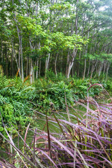 Obraz premium small calm stream hidden river in the middle of a lush forest in the afternoon