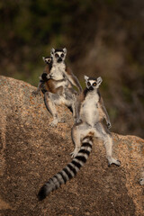 Ring tailed lemur in the Anja park. Lemur kata on the Madagascar island. Madagascar fauna. Lemur with the striped tail. Lemurs Kata sunbathing on the rock. 