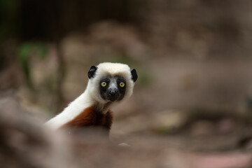 Coquerel's sifaka in the Tana part. White sifaka on the Madagascar island. Madagascar fauna. White sifaka with brown part of body. 