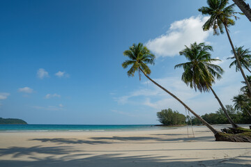 Fototapeta premium Coconut Palm tree on the white sandy beach