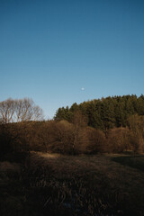 Spring landscape with trees.