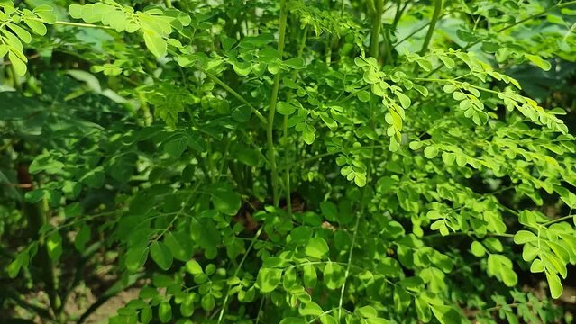 Fresh green leaves of Moringa oleIfera plant,  used as food and nutritional supplements, in Indonesia it known as kelor.