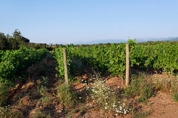 Fototapeta na wymiar Linguizzetta vineyard in Corsica island