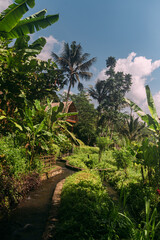 Bewässerung Bachlauf der Reisfelder auf Bali in Indonesien vertikal mit blauen Himmel und Palmen