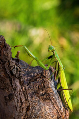 a green praying mantis sits on a tree trunk or on a stump close-up on a sunny day