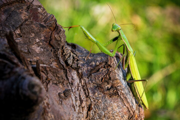 a green praying mantis sits on a tree trunk or on a stump close-up on a sunny day