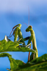 green praying mantis sits on green plants and flowers close-up on a sunny day