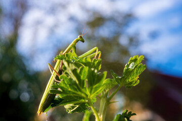 green praying mantis sits on green plants and flowers close-up on a sunny day