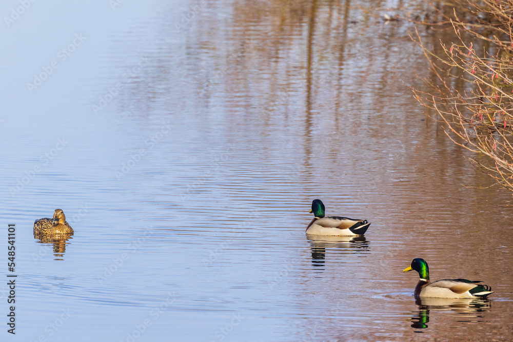 Canvas Prints Female and male Mallard ducks swimming in a river