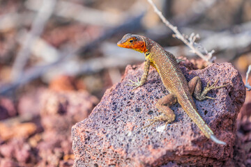 Lava Lizard of the Galapagos Islands