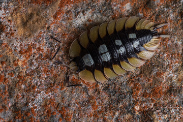 Porcellio expansus, endemic animal of Spain