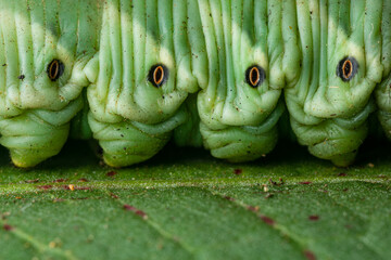 Details of convolvulus hawk-moth (Agrius convolvuli) caterpillar