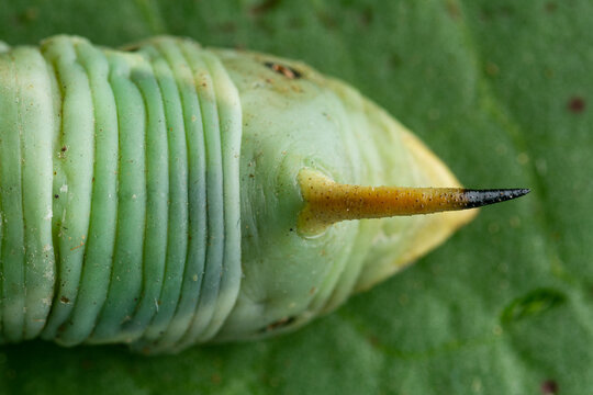 Details of convolvulus hawk-moth (Agrius convolvuli) caterpillar overhead
