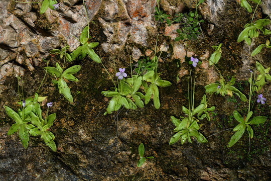 Pinguicula dertosensis, commonly known as the butterworts