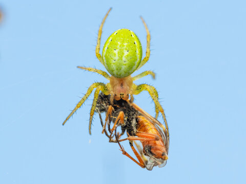 Araniella cucurbitina sometimes called the cucumber green spider with prey