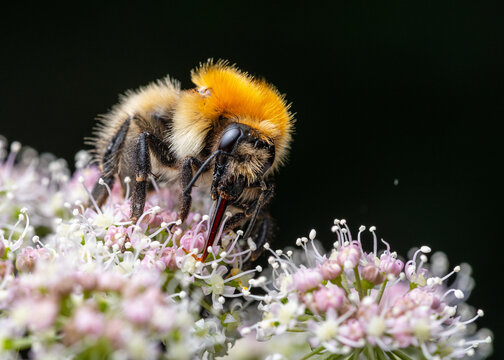 Common Carder Bee (Bombus pascuorum)