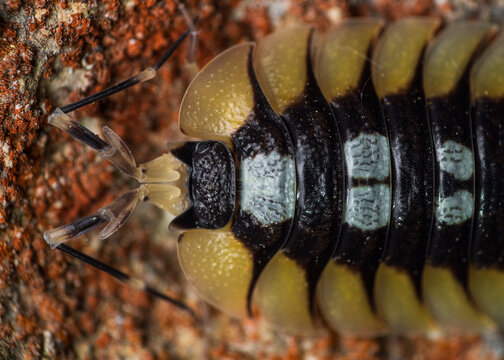 Tail overhead Porcellio expansus, endemic animal of Spain.