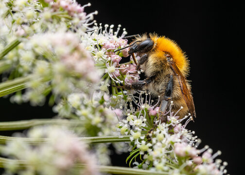 Common Carder Bee (Bombus pascuorum)
