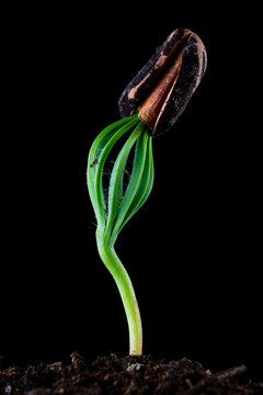 Detail of a pine seed germinating on the ground with a black background