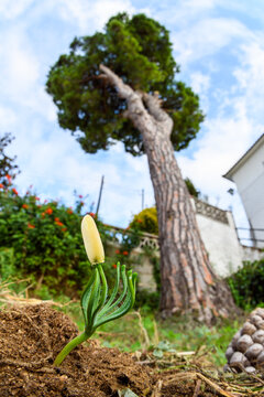 Wide angle of a pine seed germinating on the ground in garden