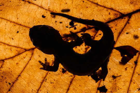 Young salamander on a backlit leaf