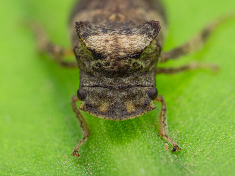 Ledra aurita or the eared leafhopper front