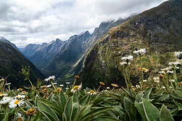 Green landscape of the Milford Track with flowers in the mountains of New Zealand