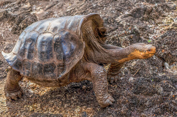 Obraz premium Galapagos giant tortoise