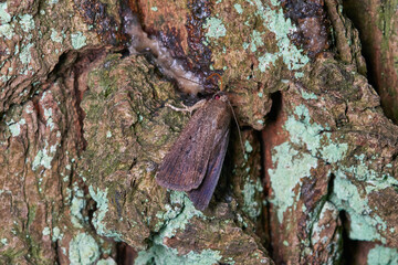 Dreipunkt-Glanzeule (Amphipyra tragopoginis)	