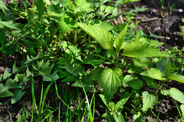 green nettle plant isolated with sun beams, close-up