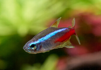 Fototapeta premium Closeup of blue neon tetra fish isolated on blurred plant background