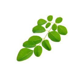 Moringa leaves on transparent png