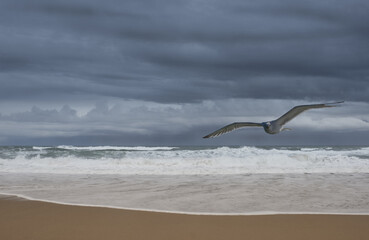 Seagull flies over the beach with the sky full of clouds.