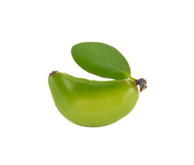 Garcinia schomburgkiana Pierre on transparent png