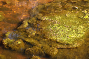 Cladophora green algae on a pond's surface
