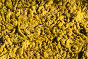 Cladophora green algae on a pond's surface