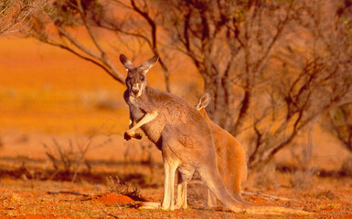 Australia: A kangaro in the desert 