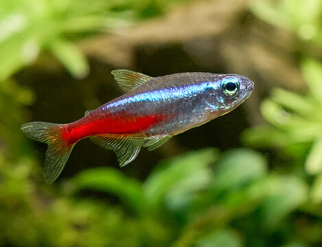 Tetra fish cheap