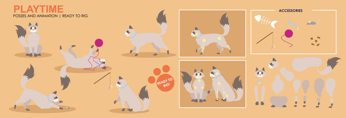 Cute Ragdoll cat play time, kitten playing with mice, multiple poses, positions. Vector broken down ready to rig and animate, cartoon cat playing eating. 
