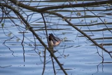 great crested grebe on the lake