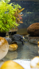 Axolotl aquarium, salamander, nature, tank