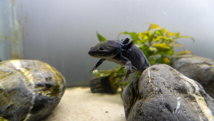 Axolotl aquarium, salamander, nature, tank