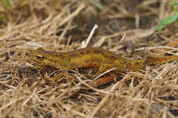 Closeup on an adult male Carpathian newt, Lissotriton montandoni