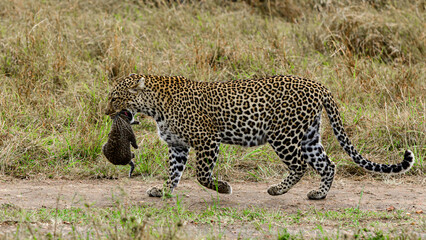 Leopard mother changing den with newborn baby in her jaws.