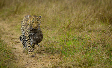 leopard in the grass with her baby in the jaws changing den.