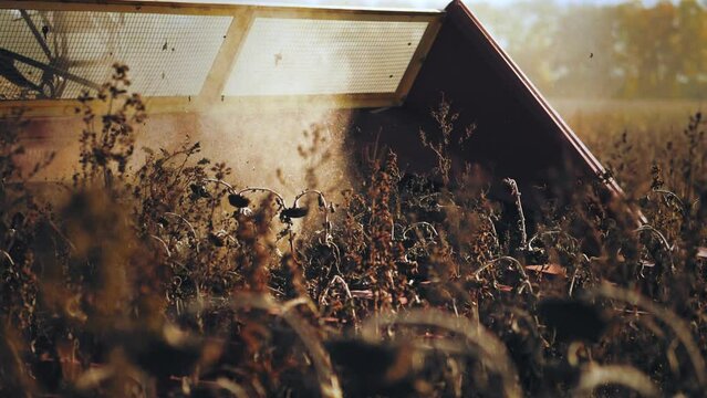 Close up of a moving combine harvester collecting sunflower seeds in autumn. Agriculture food production. Combine harvesting, collects ripe sunflower grains. Harvest concept.