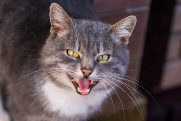 gray cat close-up looks at the camera and meows on a sunny day