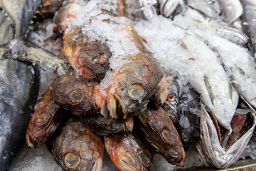 Fresh fish at the Central Market (Mercado Central) in Santiago de Chile