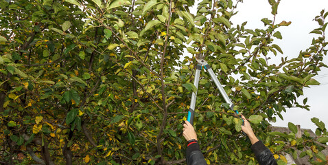 Fruit tree pruning. Garden scissors. Pruning the branches of fruit trees in a sanitary manner